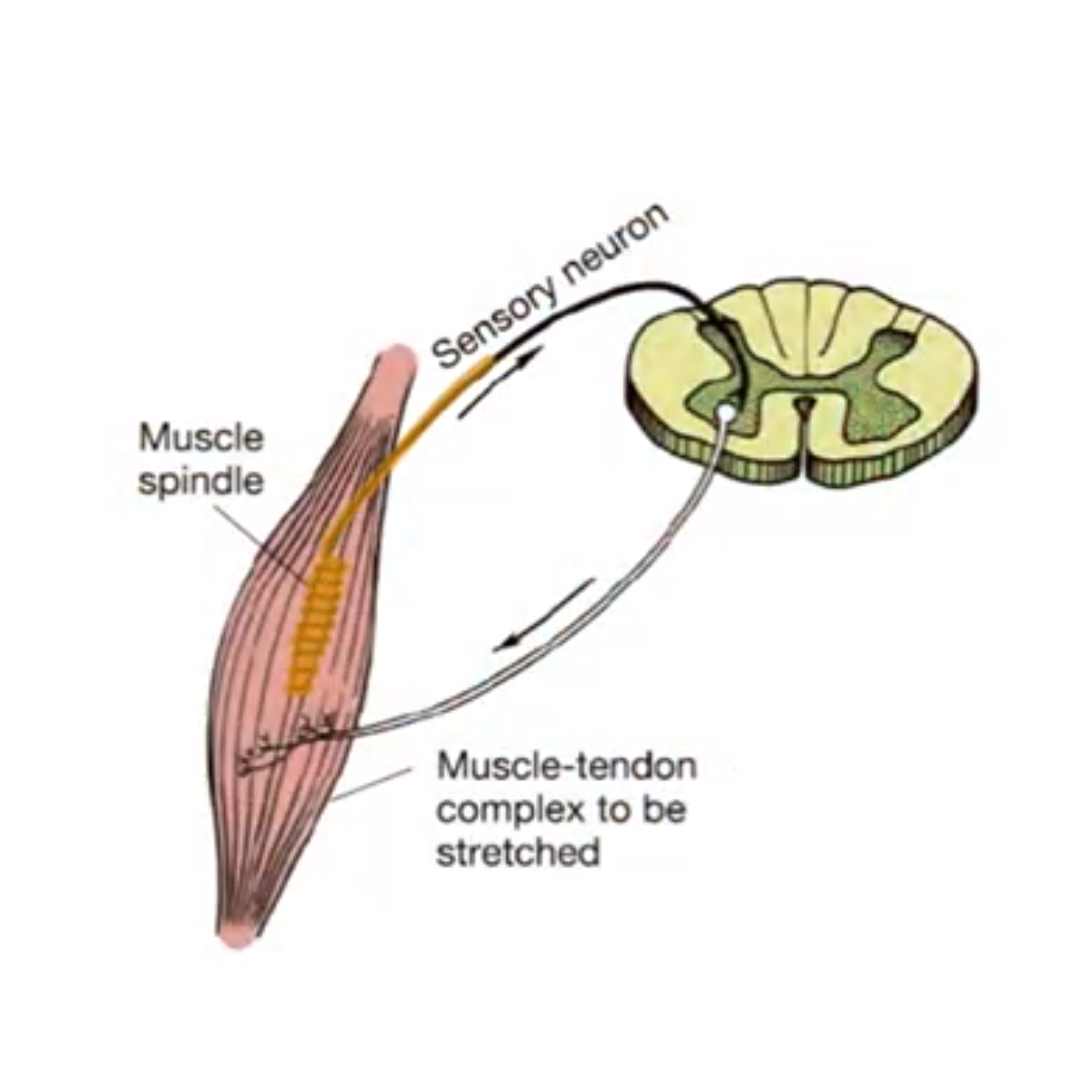 What is Muscle Energy Technique (MET)?